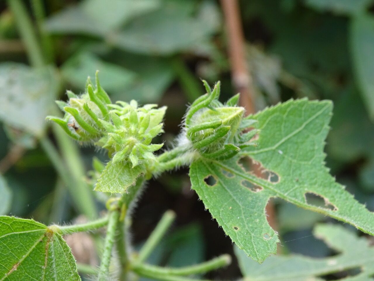 Hibiscus physaloides — search result for 'Hibiscus'