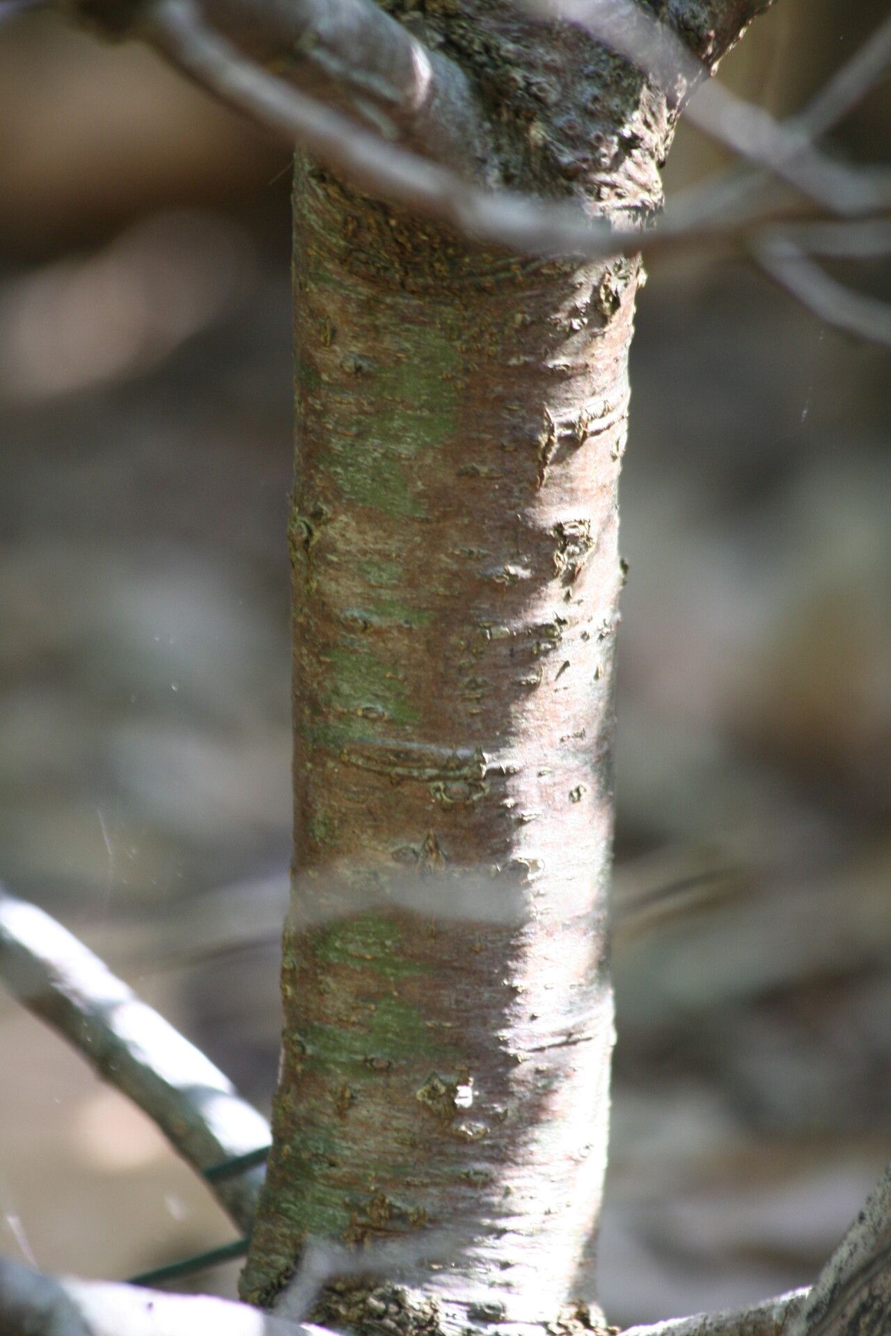 Quercus cornelius-mulleri bark