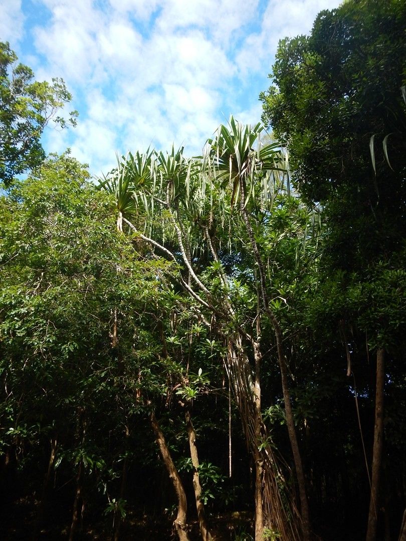 Pandanus viscidus habit