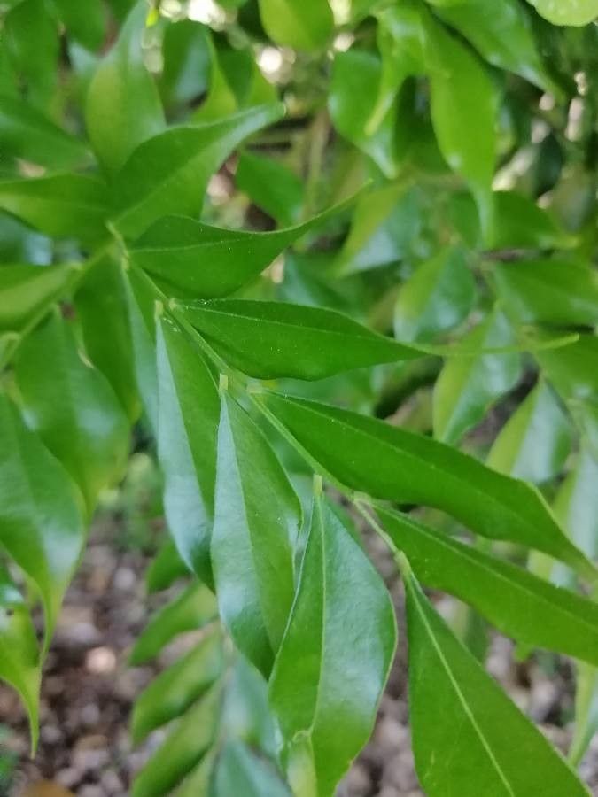 Picramnia antidesma leaf