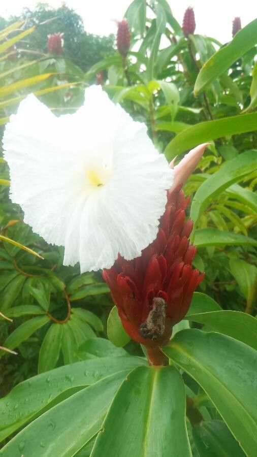 Cheilocostus speciosus — search result for 'Indonesia'