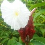 Cheilocostus speciosus