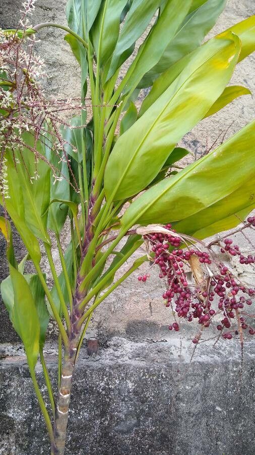 Cordyline manners-suttoniae leaf