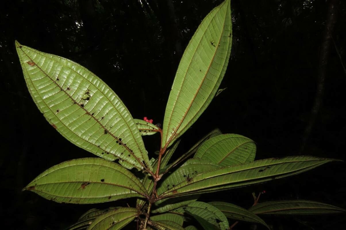 Miconia simplex leaf