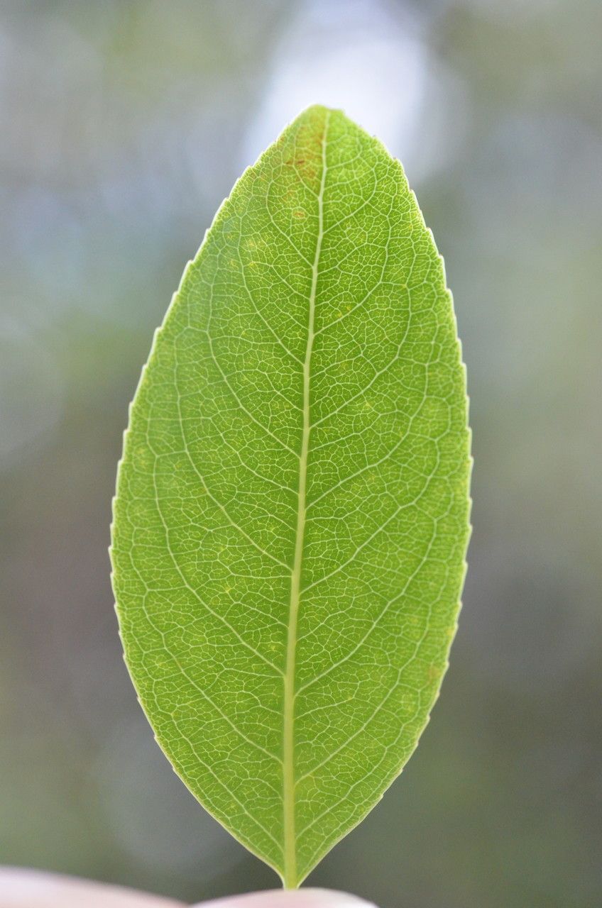 Celastrus subspicatus — houseplant care guide