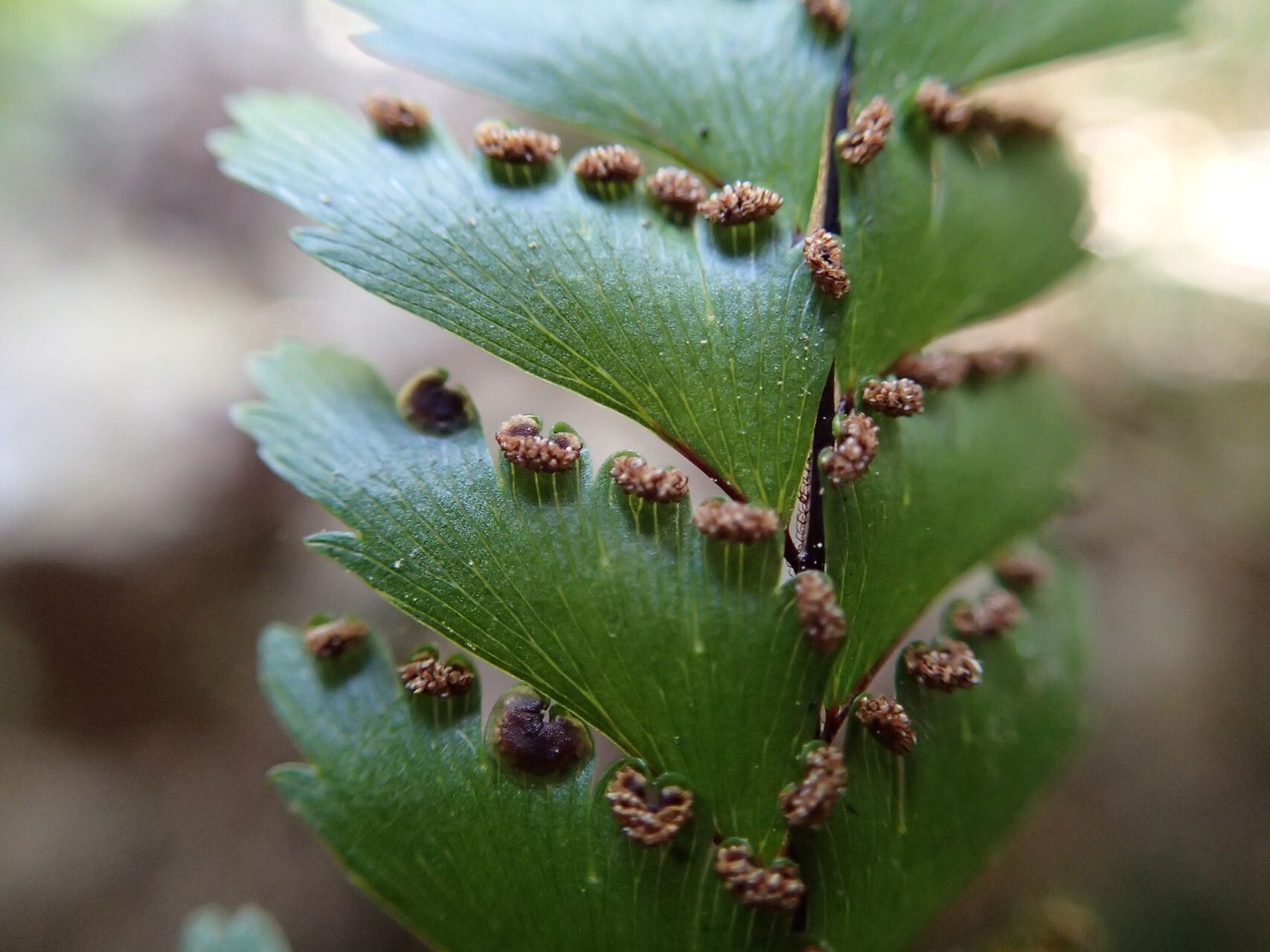 Adiantum novae-caledoniae leaf