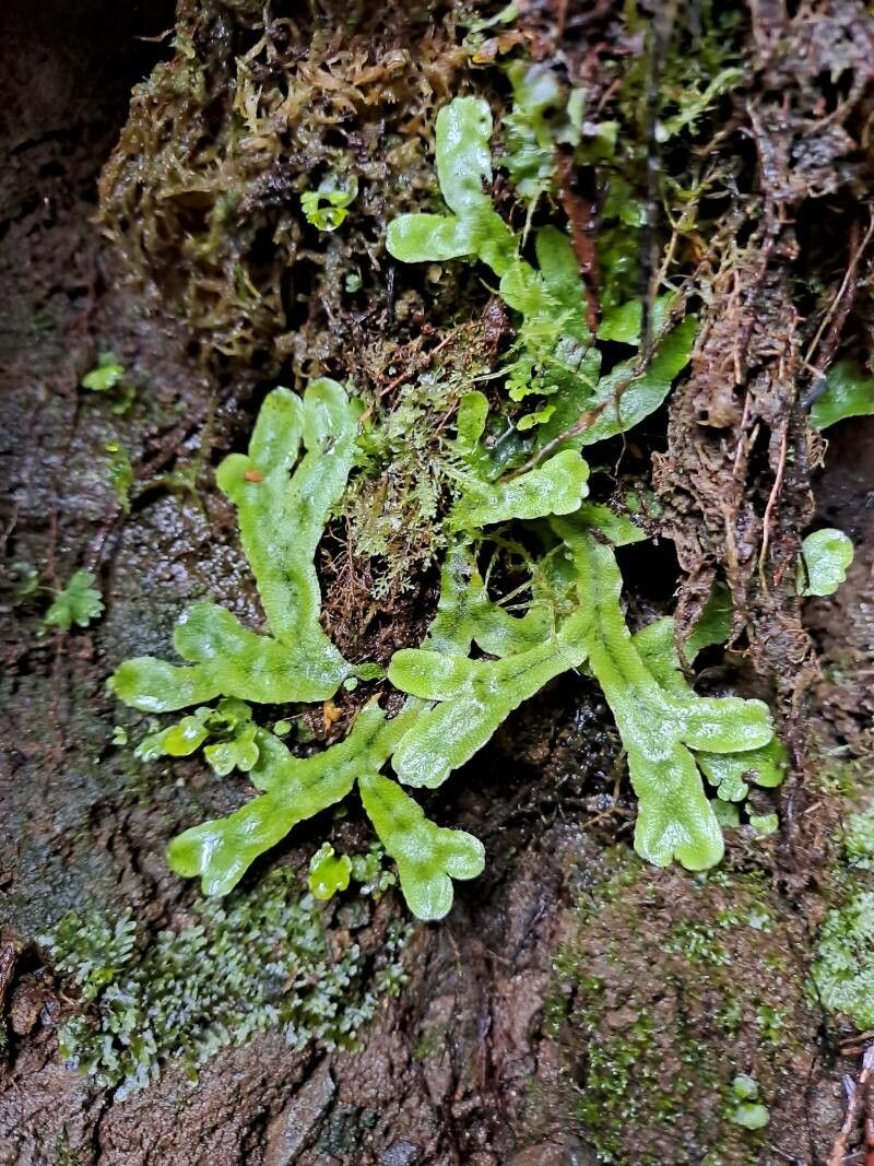Hymenophyllum neocaledonicum leaf