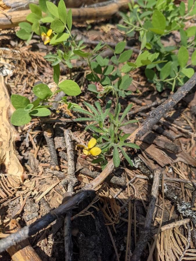 Viola lobata — search result for 'Viola'