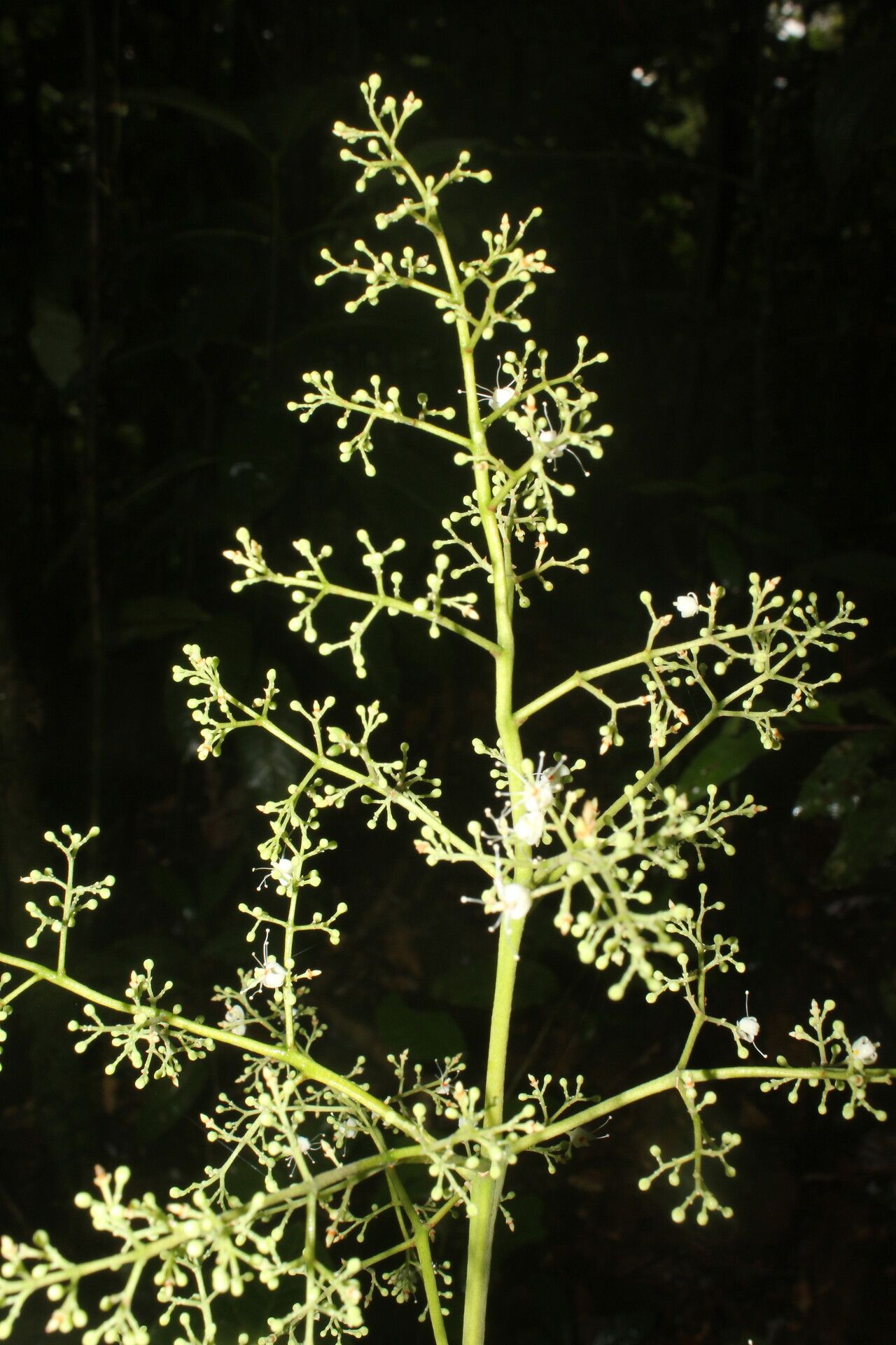 Amyris brenesii fruit