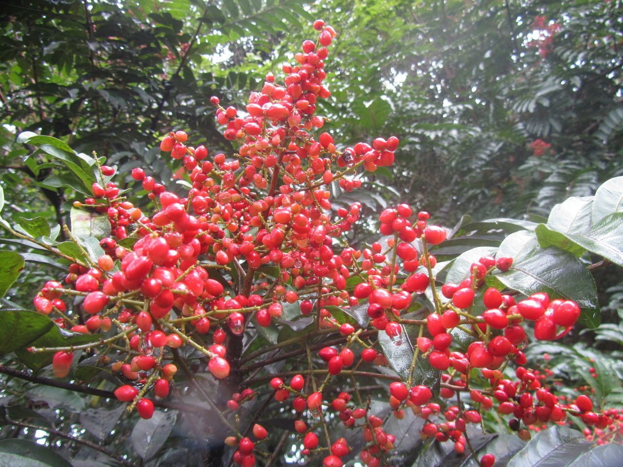 Mosquitoxylum jamaicense fruit