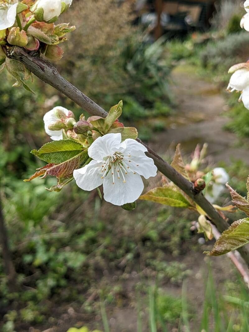 Prunus × gondouinii leaf