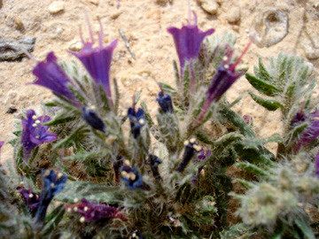 Echium trygorrhizum habit