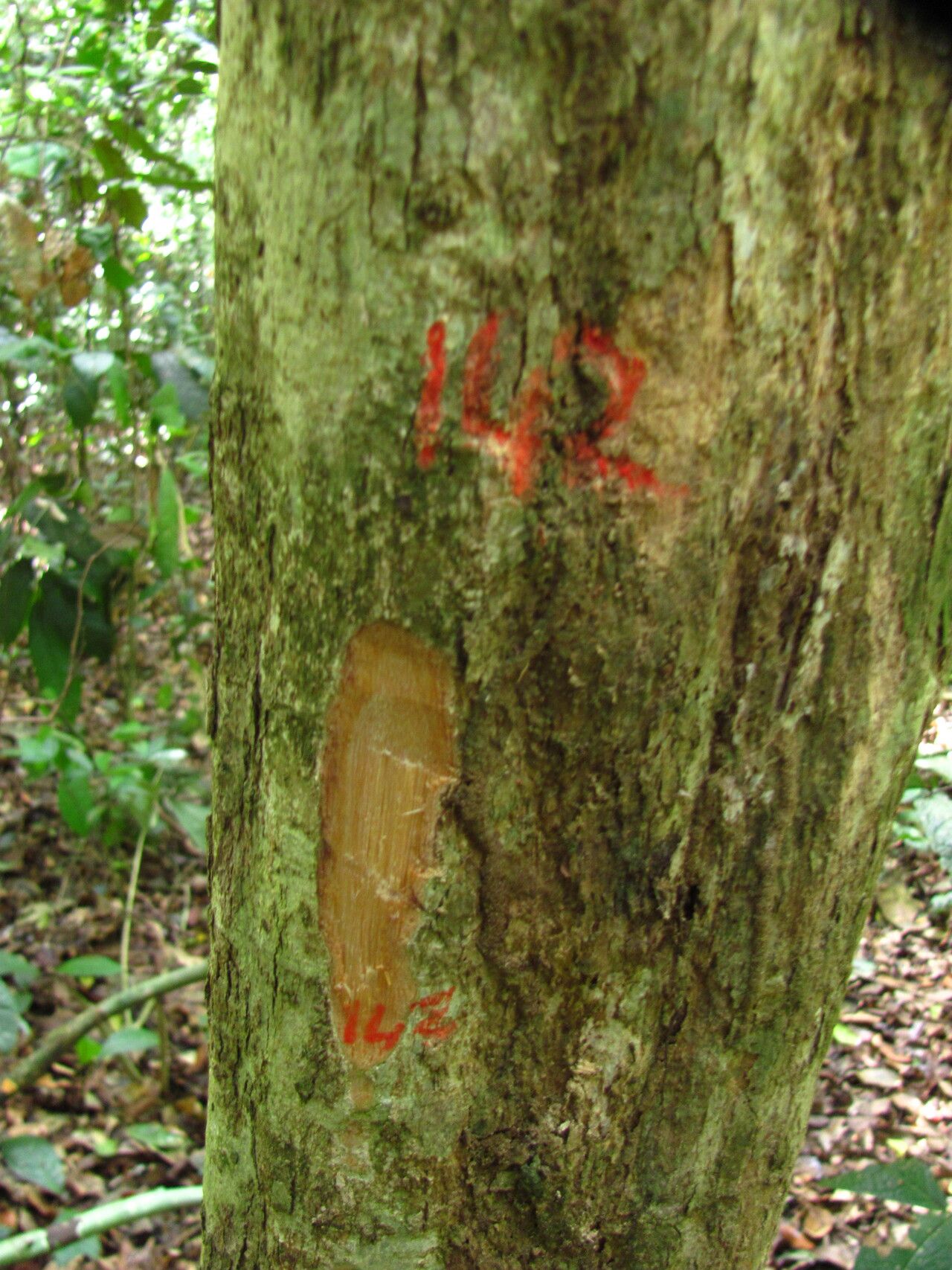 Cleistanthus gabonensis — houseplant care guide