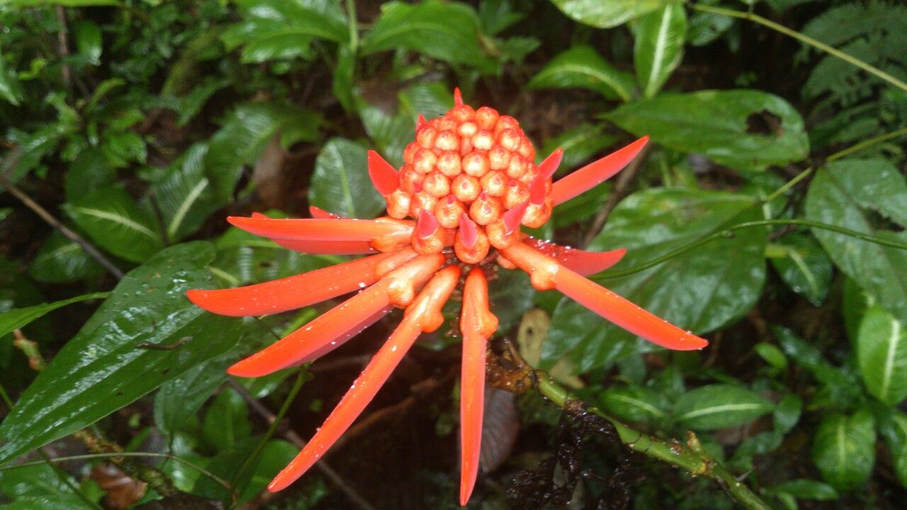 Erythrina gibbosa flower