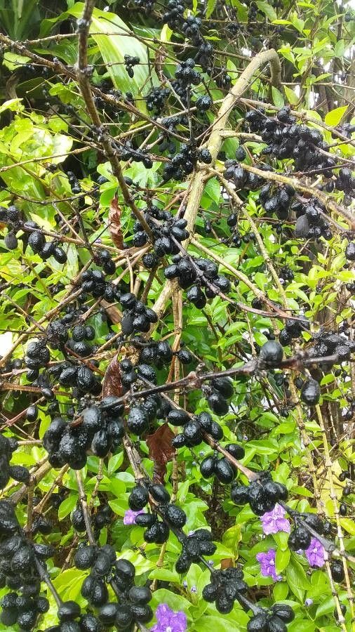 Polyscias pancheri flower