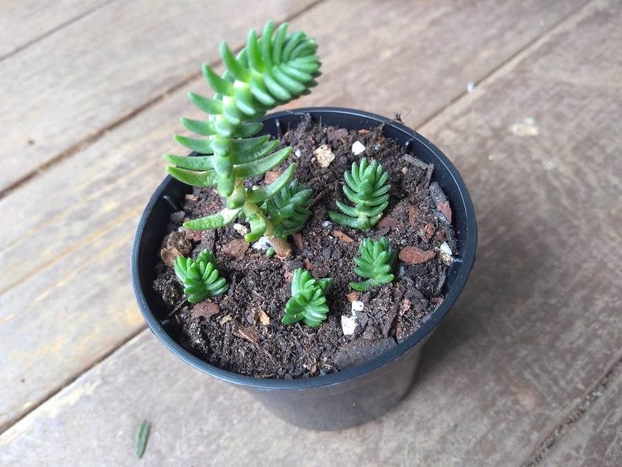 Crassula schimperi leaf