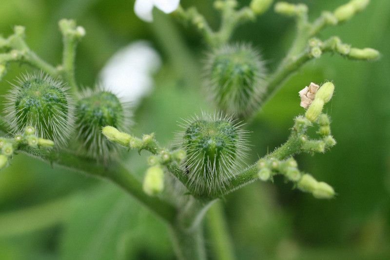 Cnidoscolus urens fruit