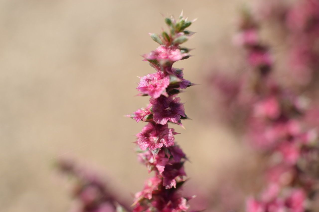 Salsola tragus flower