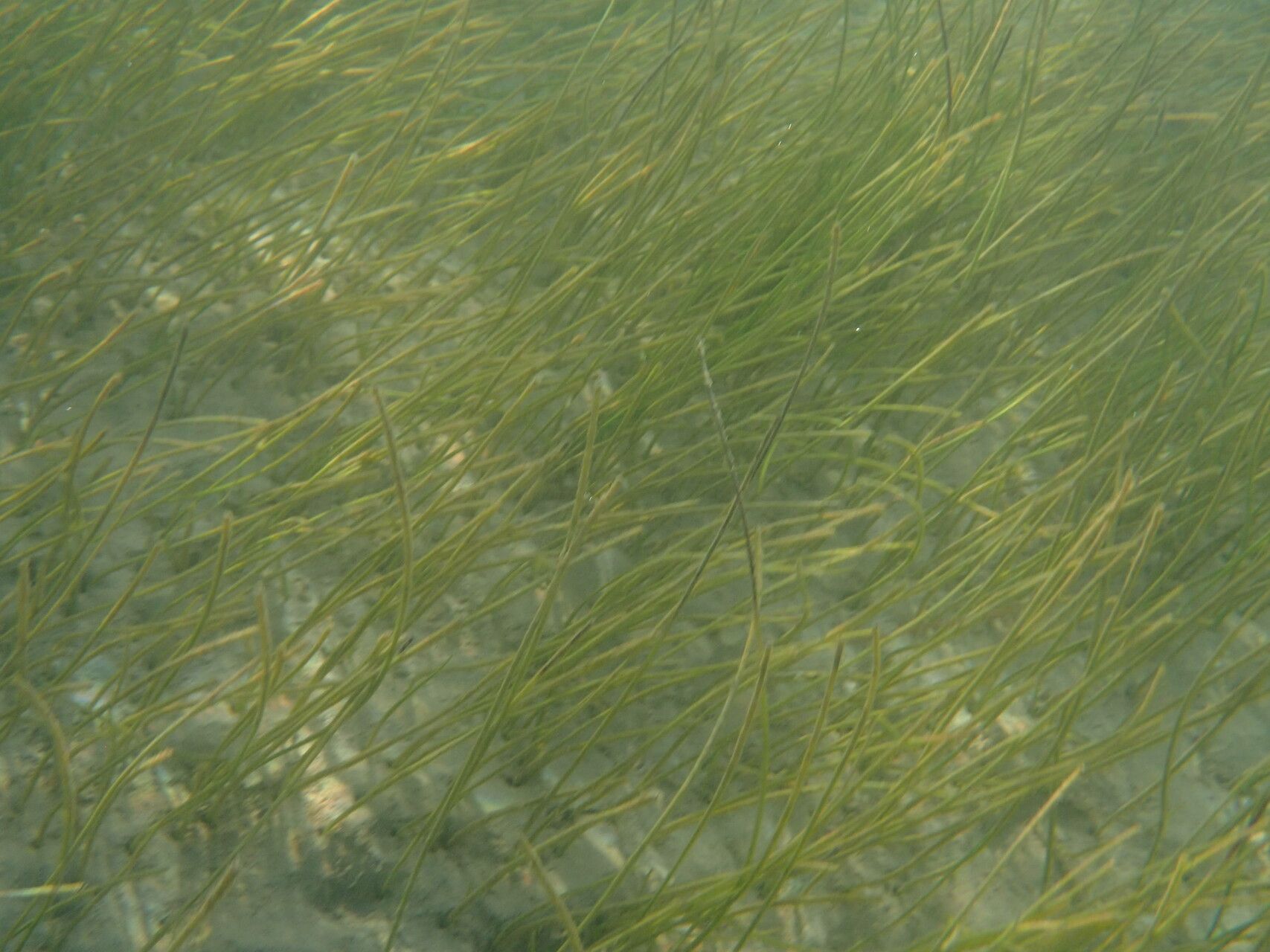 Syringodium filiforme habit