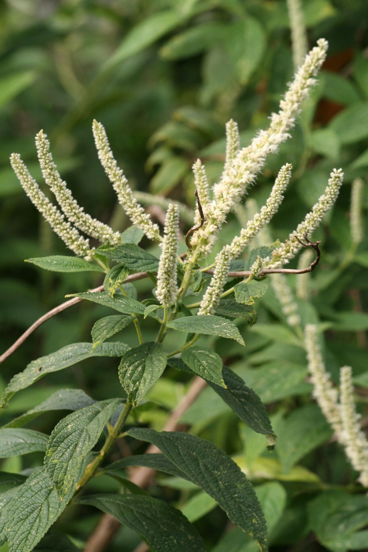 Elsholtzia fruticosa — houseplant care guide