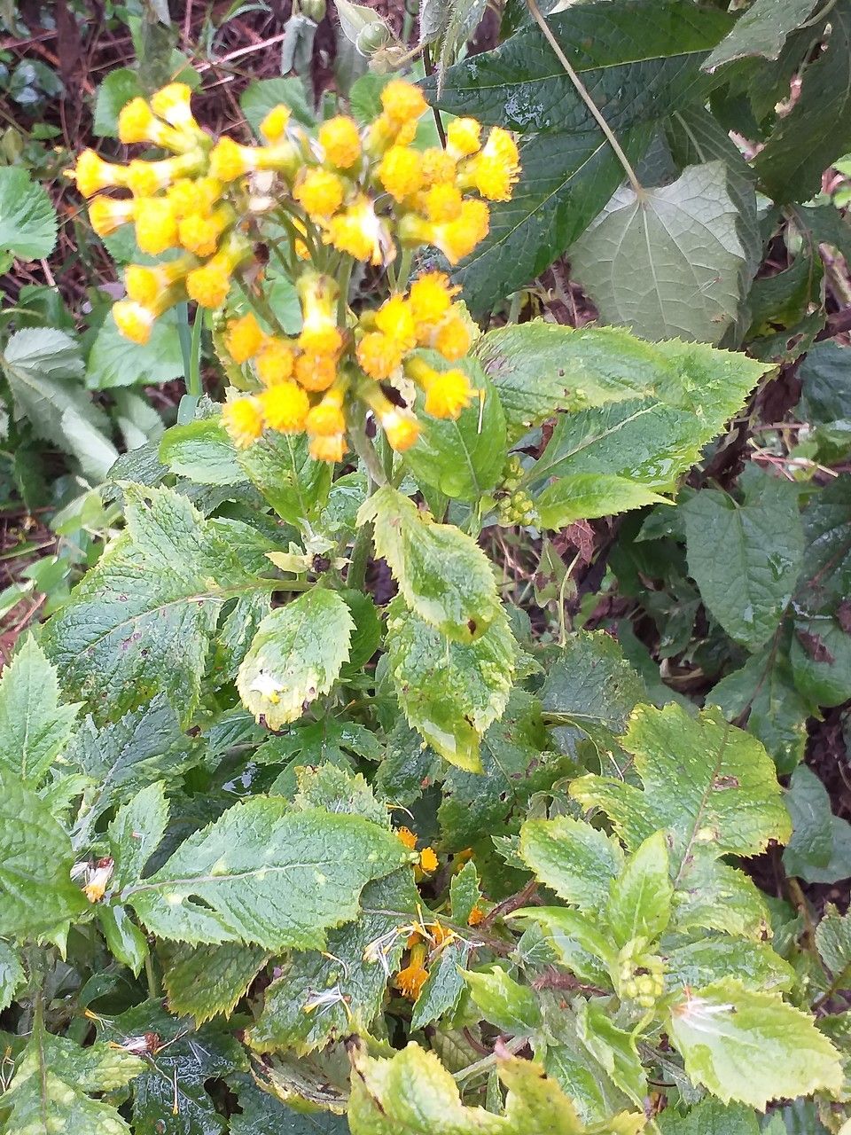 Senecio lyratus habit