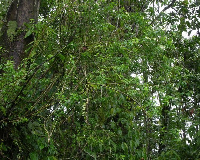 Volkameria ligustrina habit