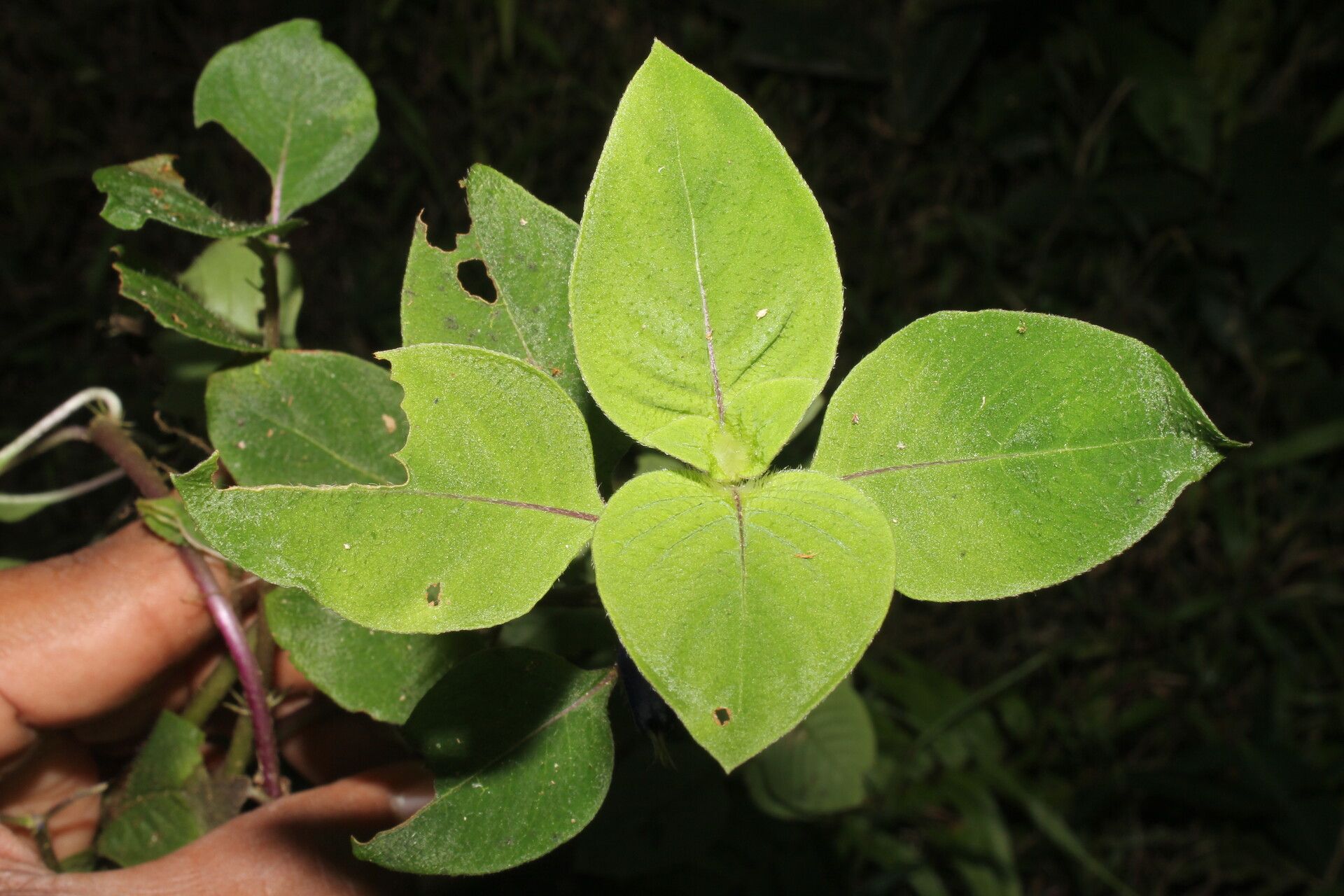 Coccocypselum herbaceum — related species from the same genus