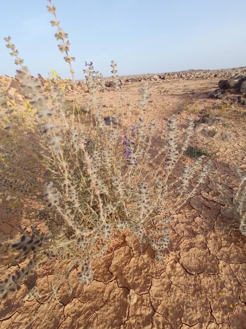 Salvia lanigera habit