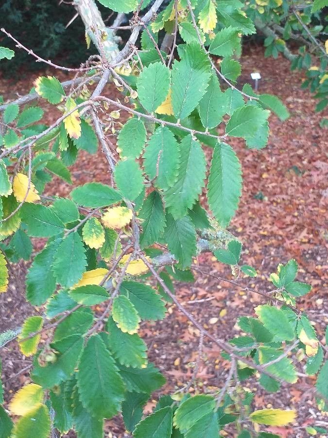 Hemiptelea davidii leaf