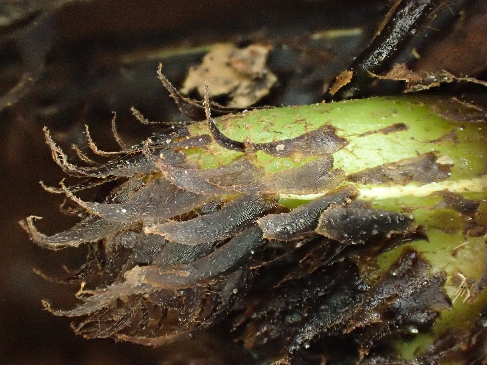 Thelypteris arbuscula other