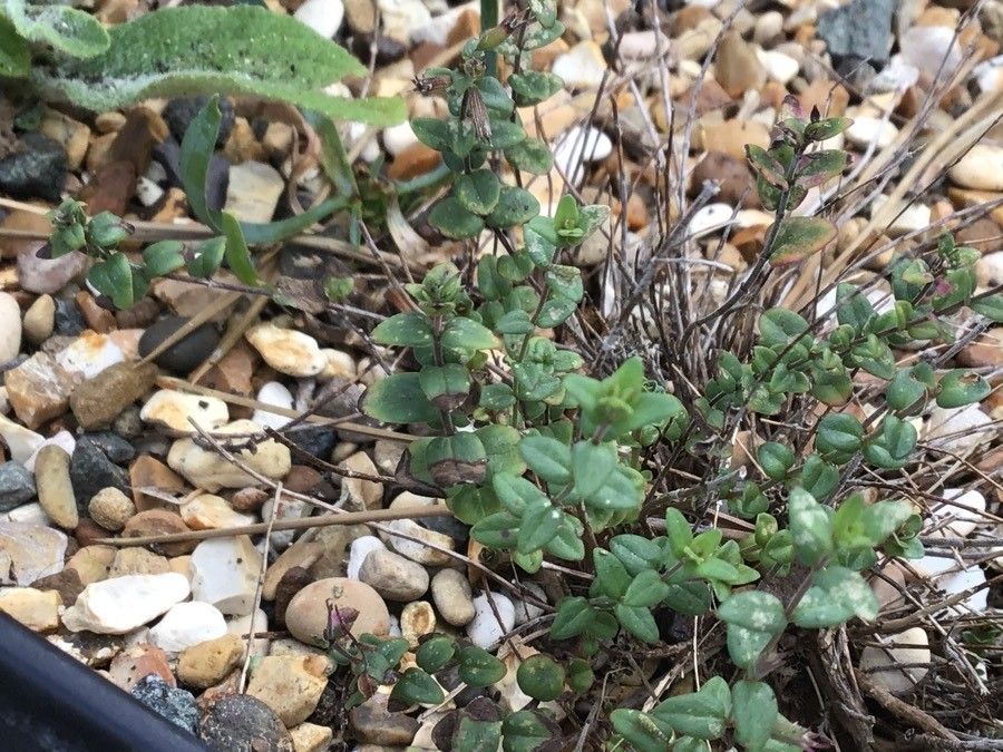 Micromeria marginata — houseplant care guide