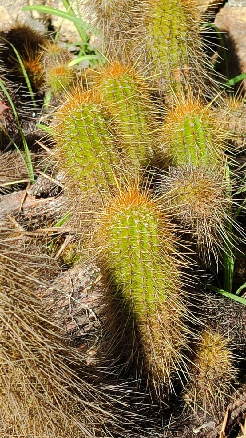 Soehrensia huascha — houseplant care guide