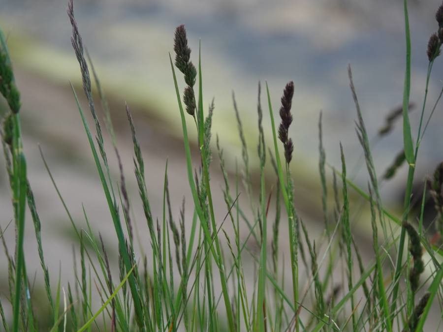 Aeluropus littoralis — houseplant care guide