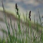 Aeluropus littoralis