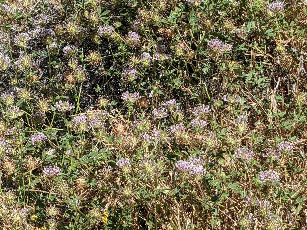 Trifolium wormskioldii — search result for 'Trifolium'