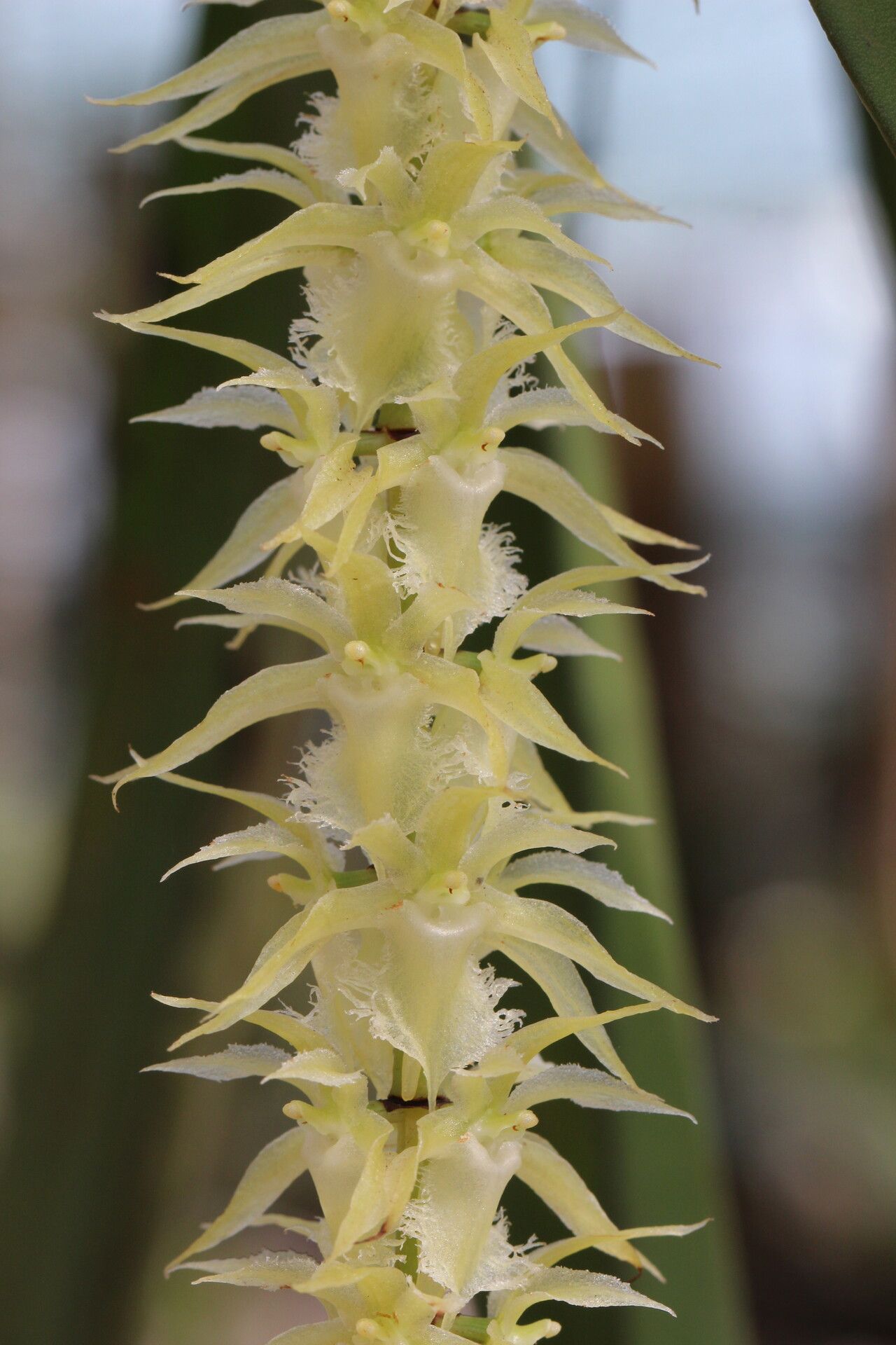 Diaphananthe fragrantissima flower