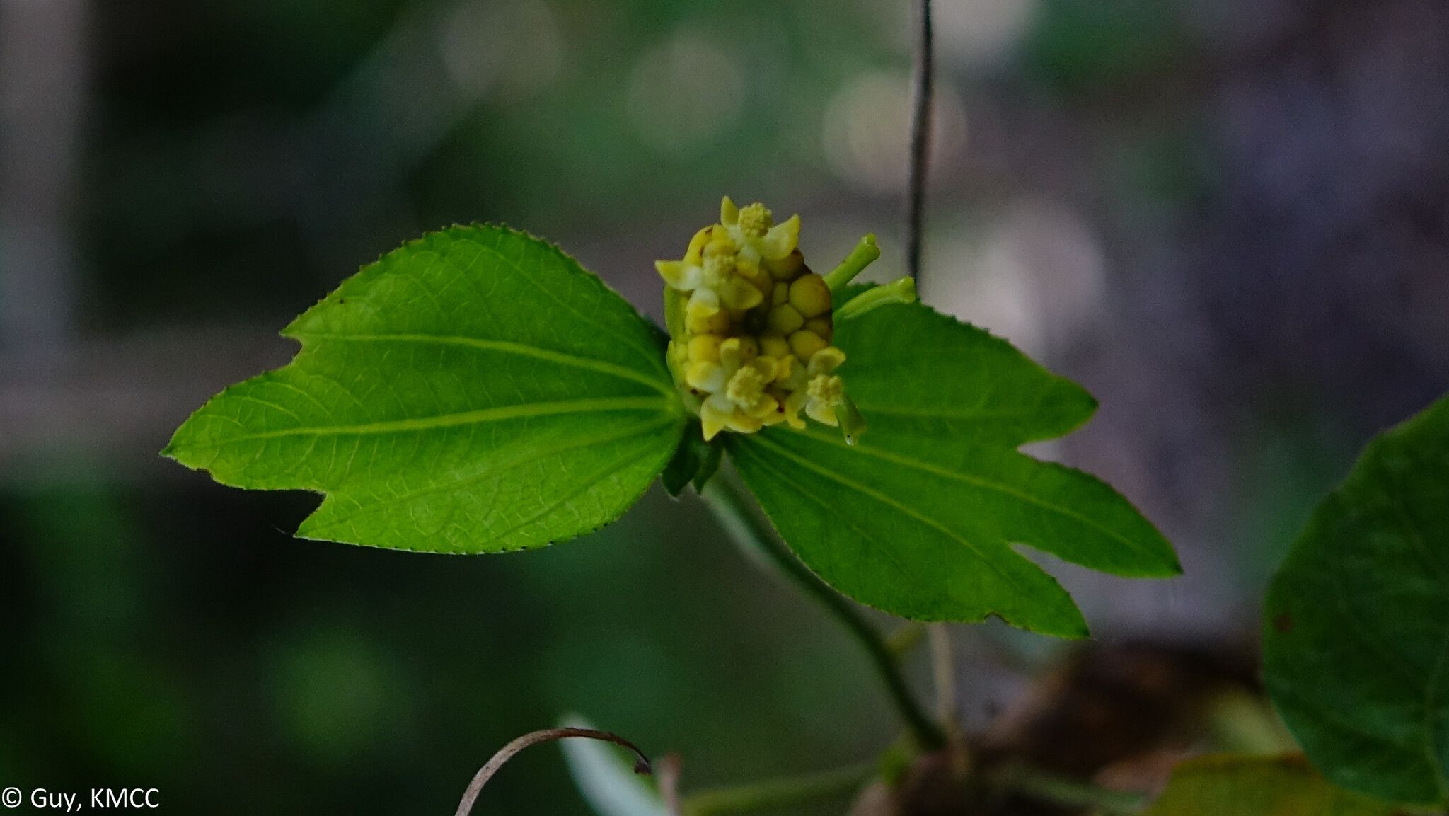 Dalechampia chlorocephala flower