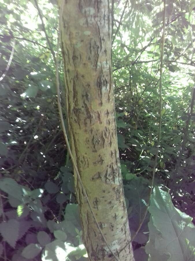 Salix x chrysocoma bark