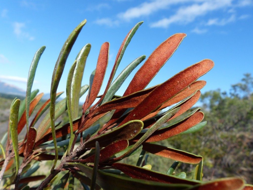 Planchonella pinifolia — houseplant care guide