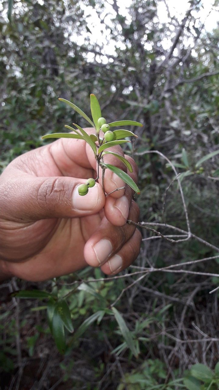 Alyxia tisserantii fruit