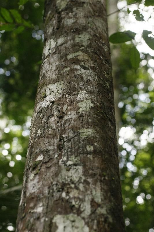 Pouteria singularis bark