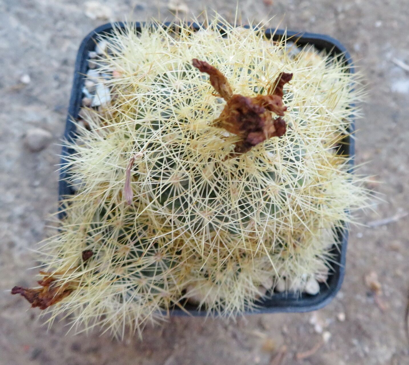 Acharagma roseanum flower