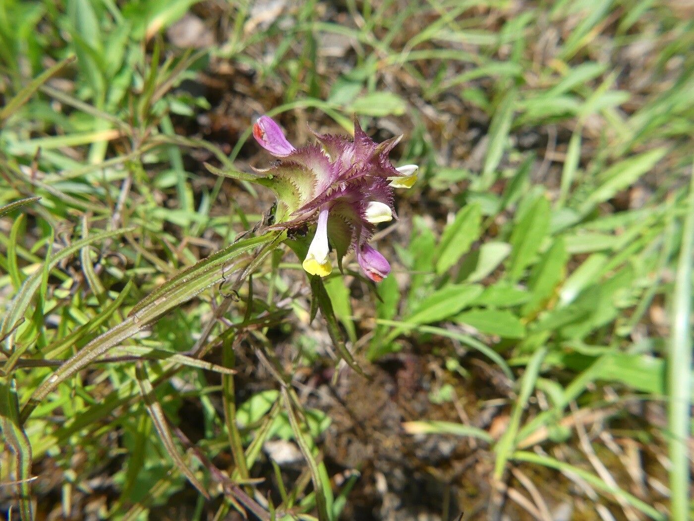 Melampyrum cristatum flower