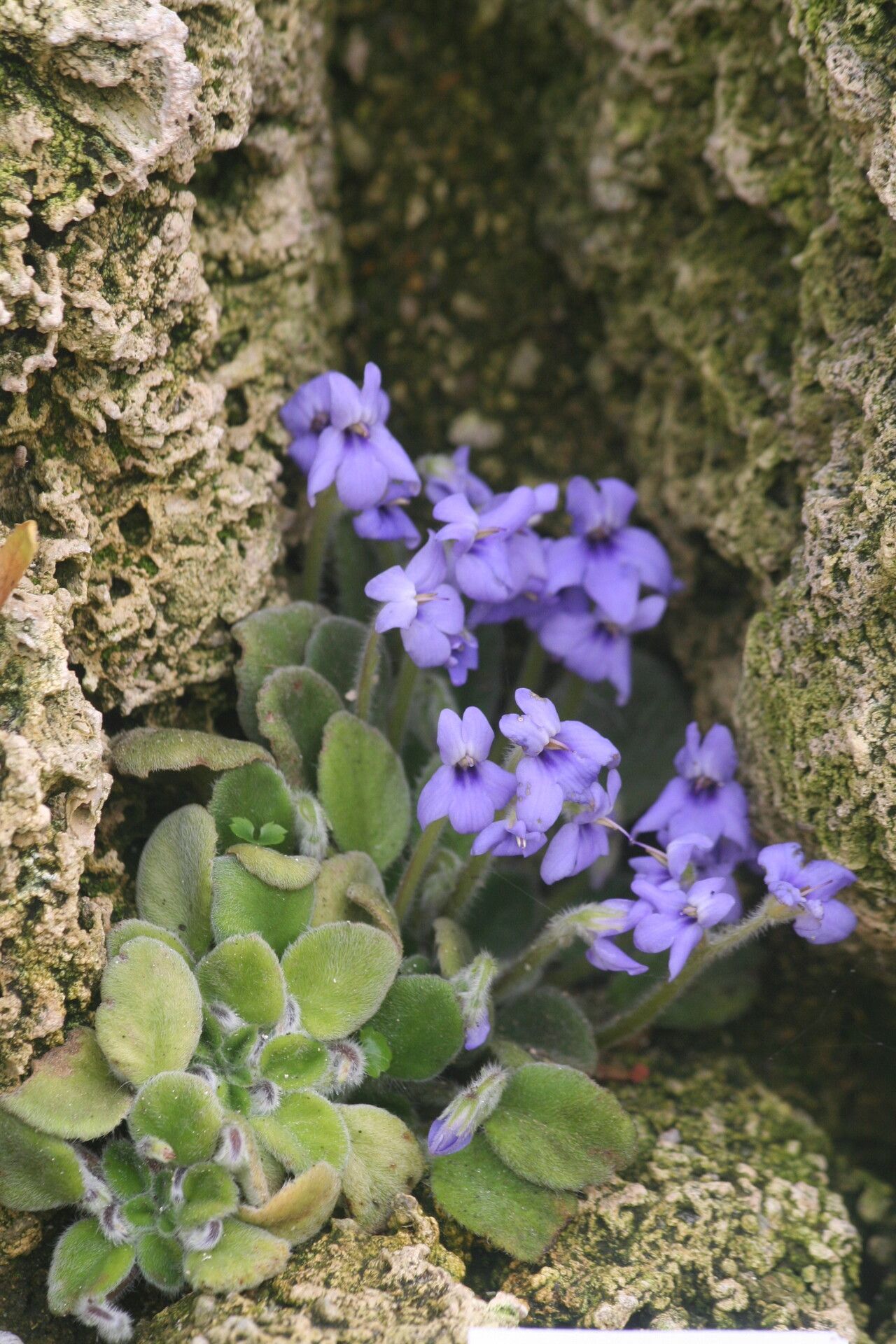 Petrocosmea coerulea flower