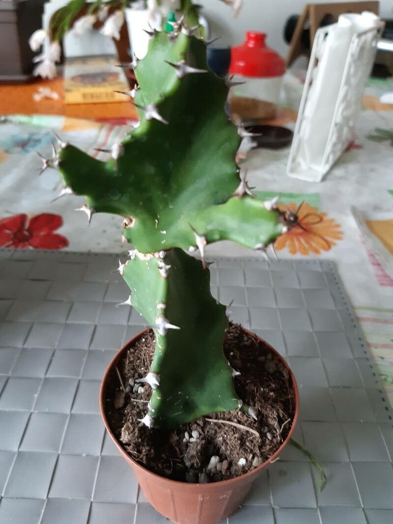 Euphorbia tortilis leaf