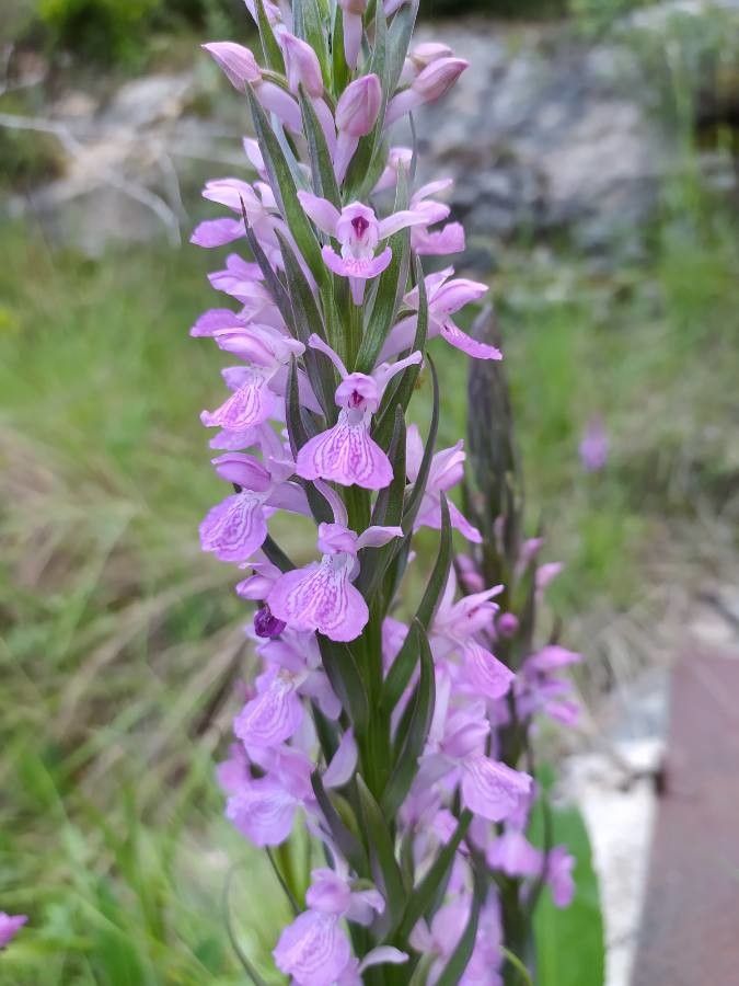 Dactylorhiza praetermissa flower