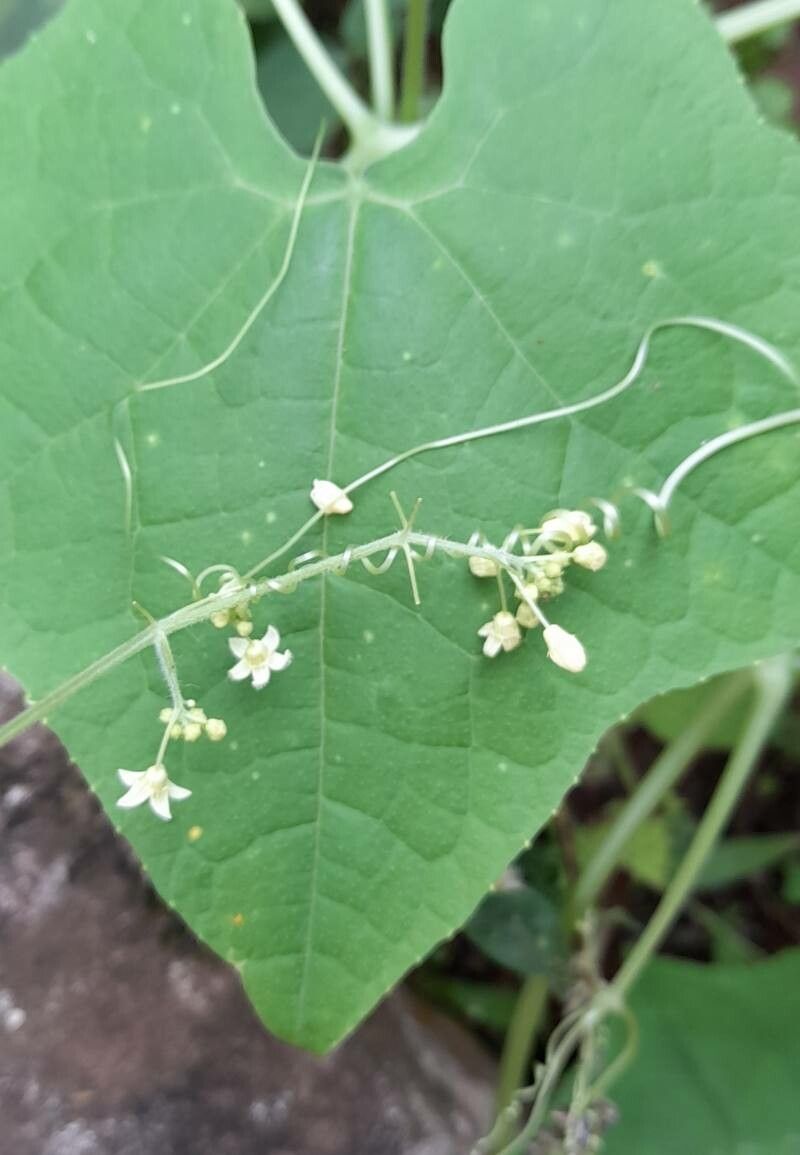 Sicyos polyacanthos — houseplant care guide