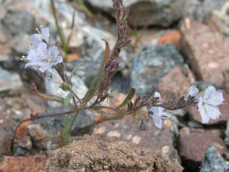 Phacelia pringlei habit