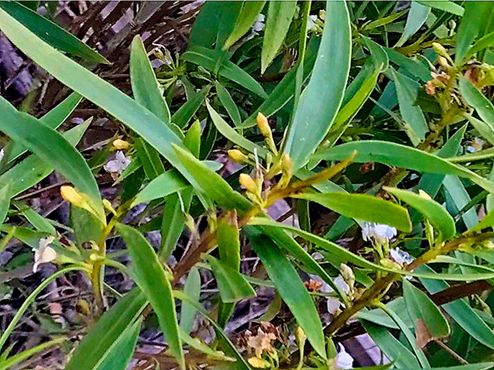 Myoporum montanum — houseplant care guide