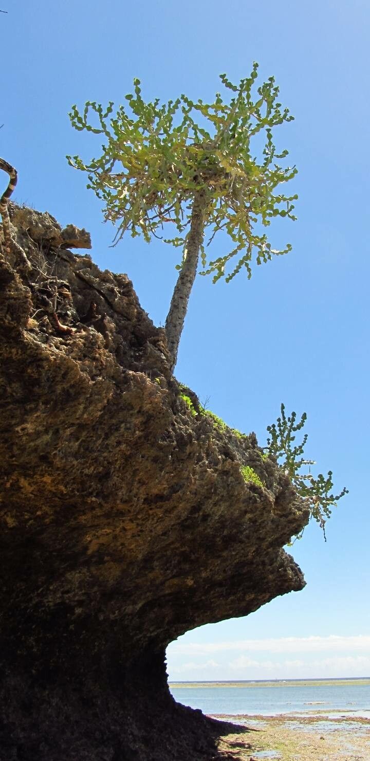Euphorbia grandialata habit